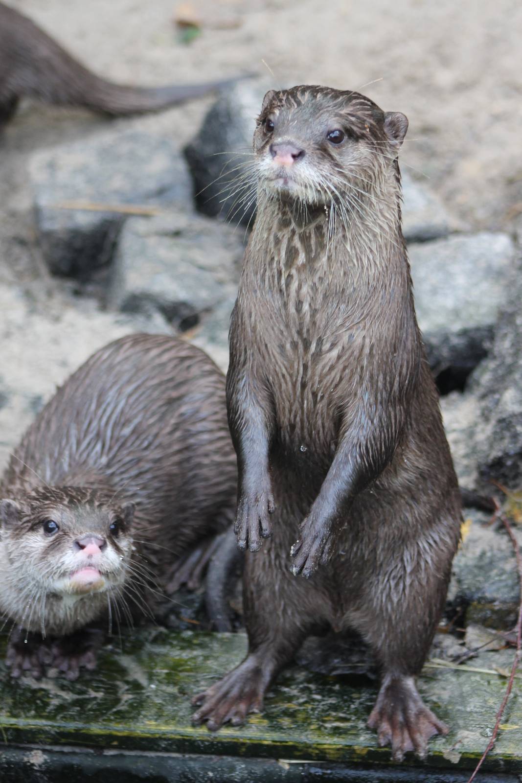 Small-clawed otters
