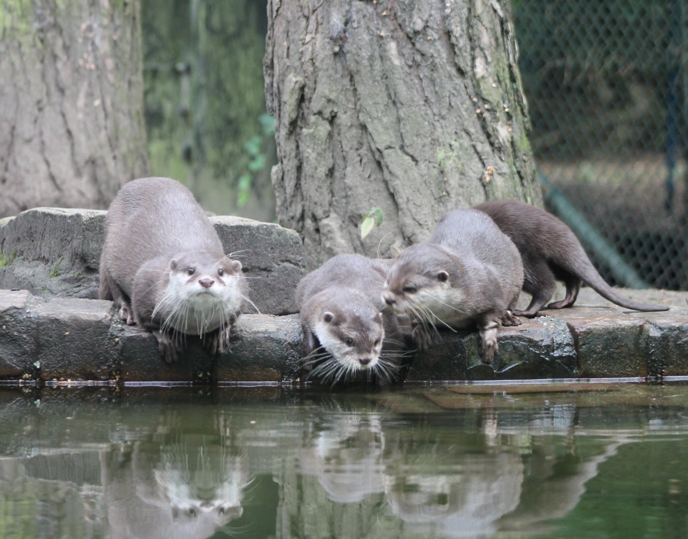 Small-clawed otters