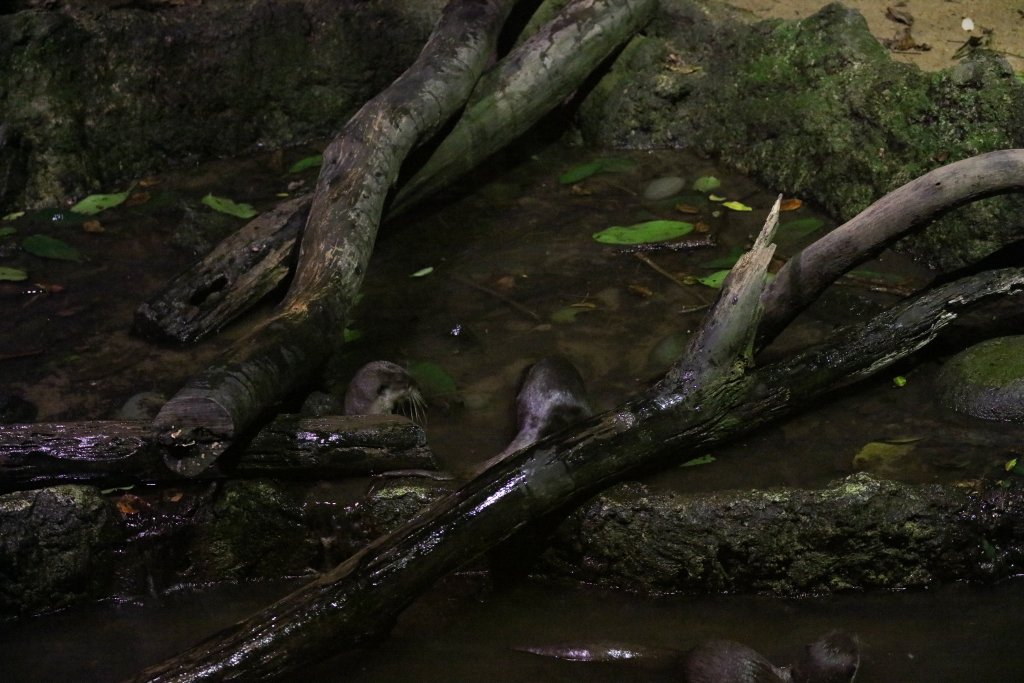 Small-clawed Otters