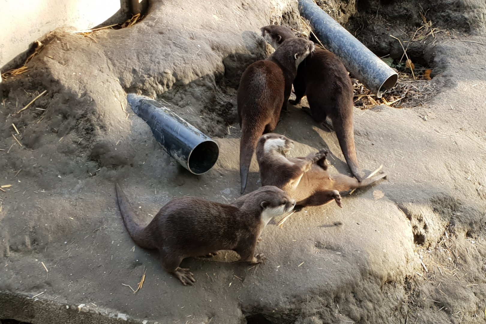 Small-clawed otters