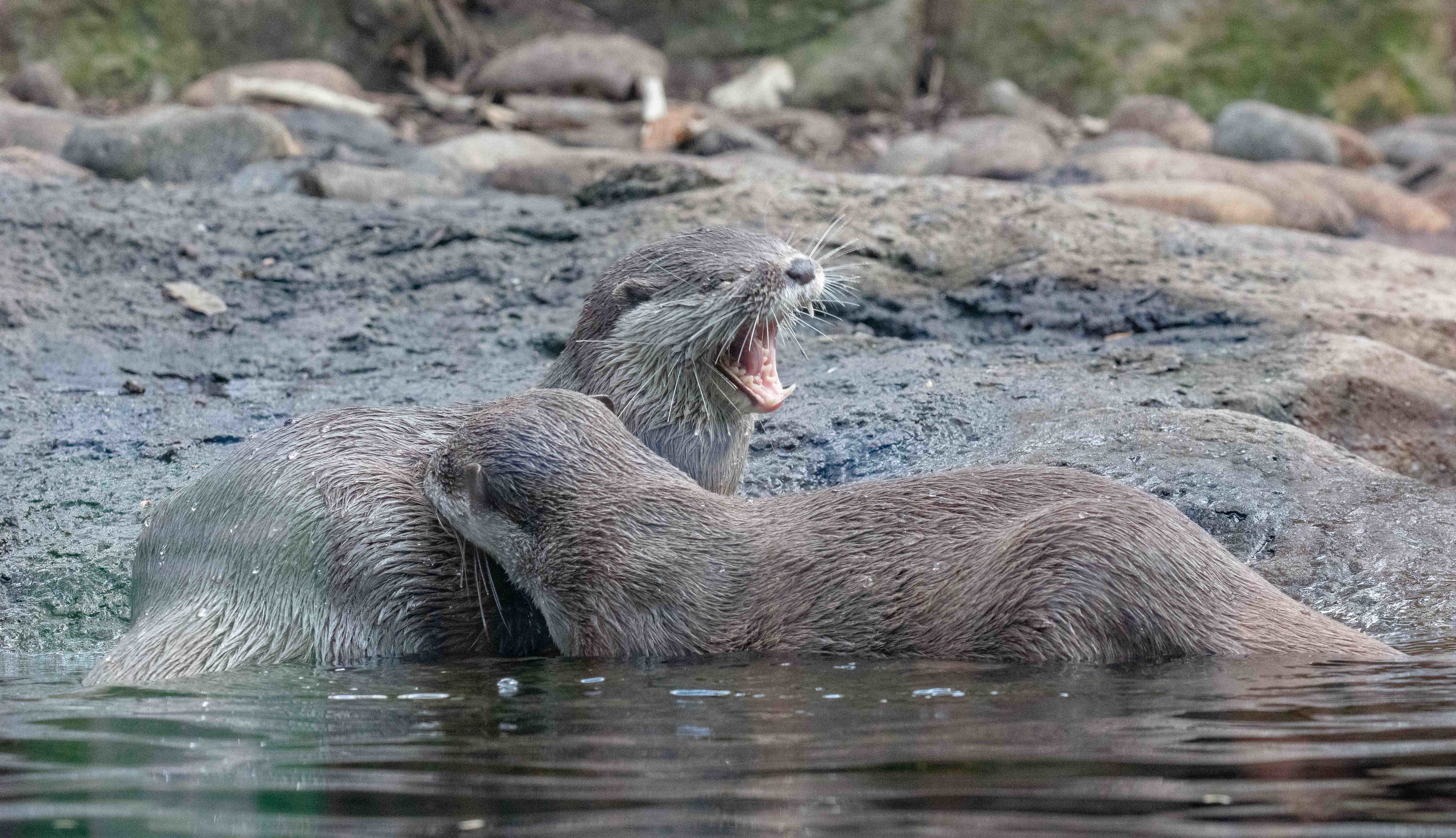 Small-clawed Otters