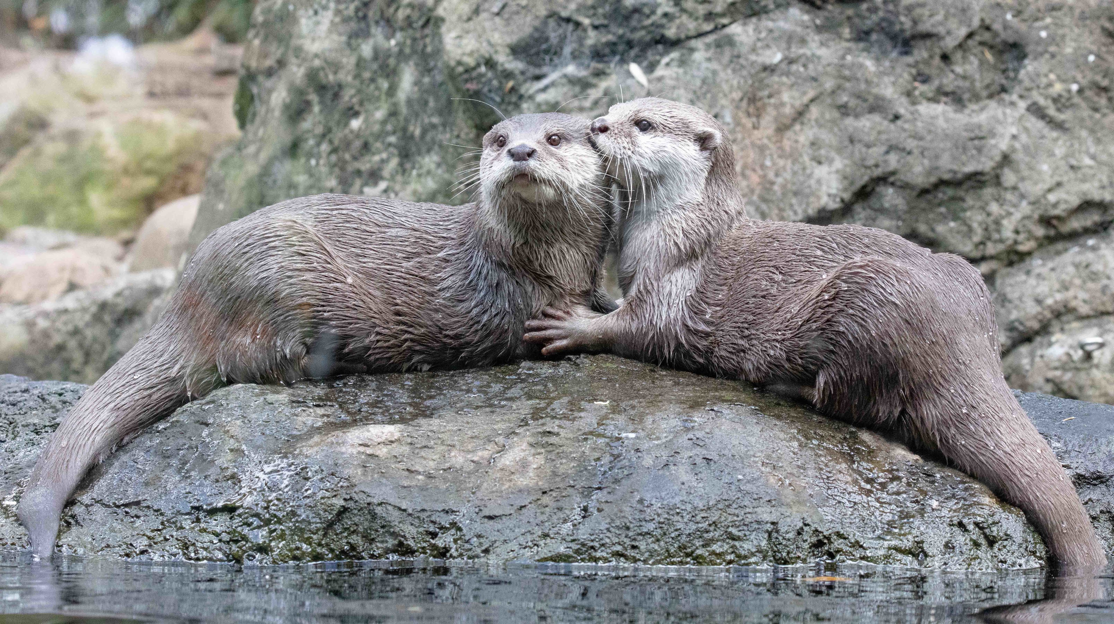 Small-clawed Otters