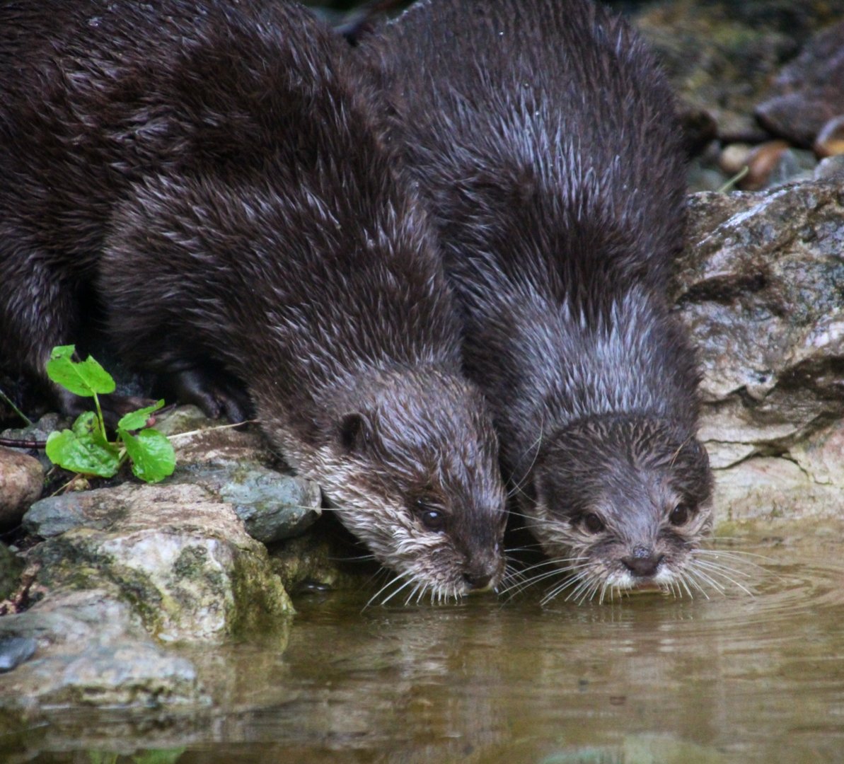 Small-clawed Otters
