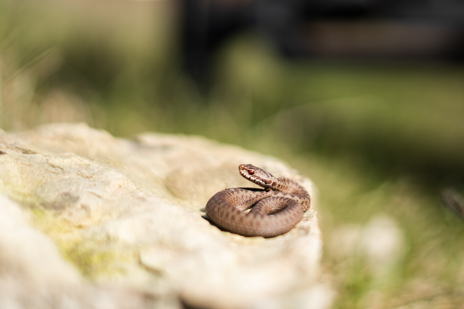 Small Common European Adder