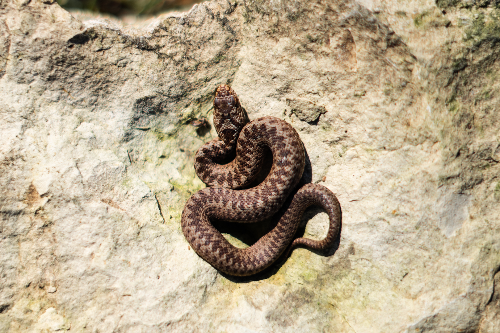 Small Common European Adder