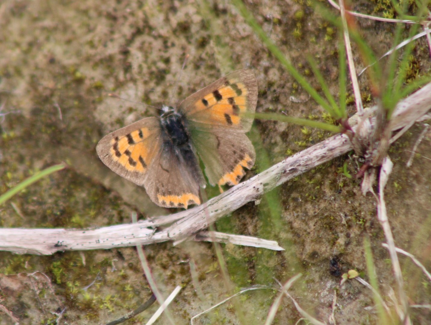 Small copper - Lycaena phlaeas
