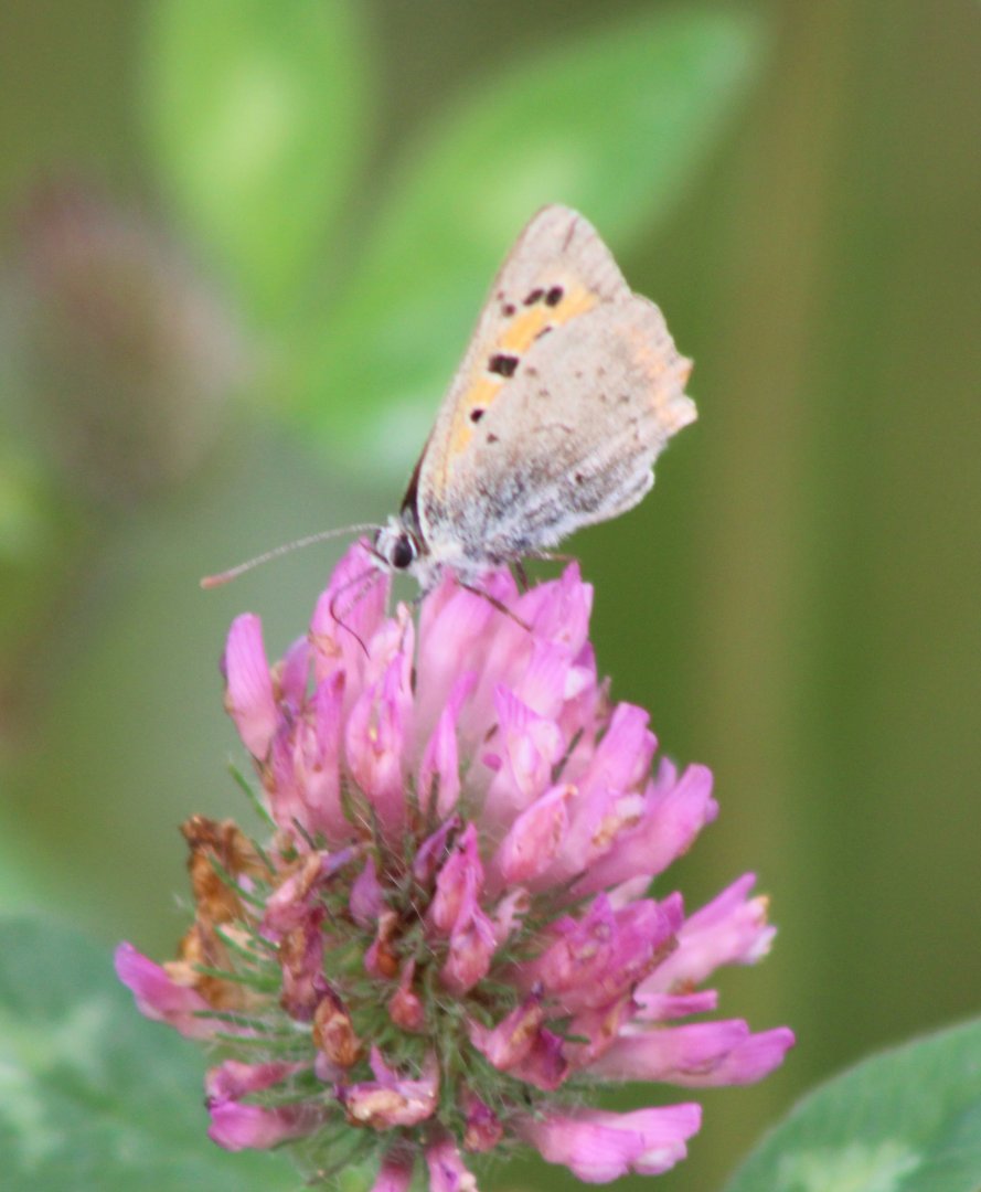 Small copper - Lycaena phlaeas