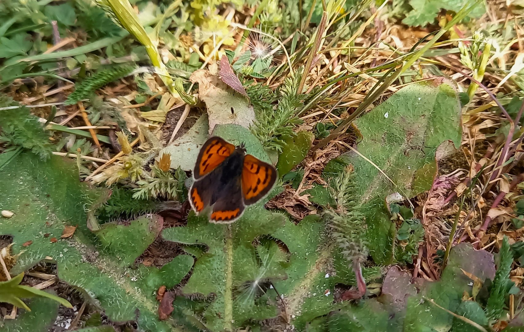 Small copper - Lycaena phlaeas