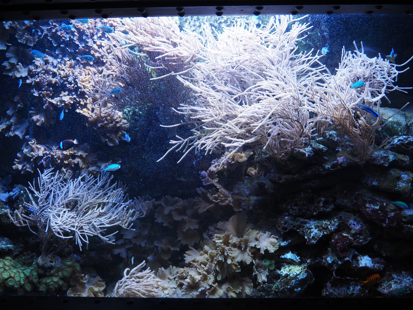 Small coral reef tank, 2020-09-03