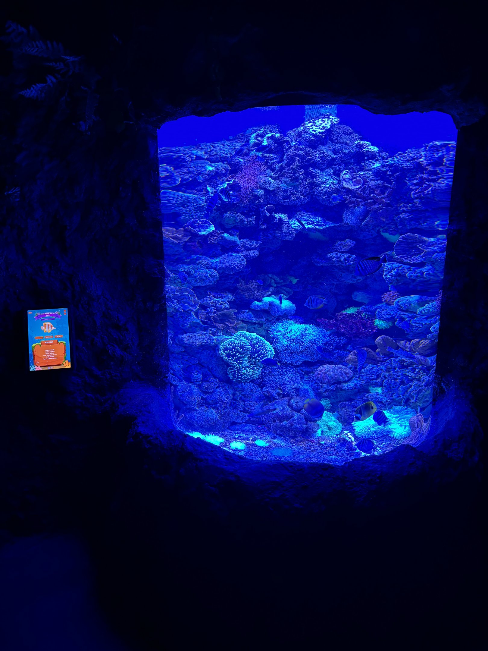 Small Coral Reef Tank - BXSea Aquarium
