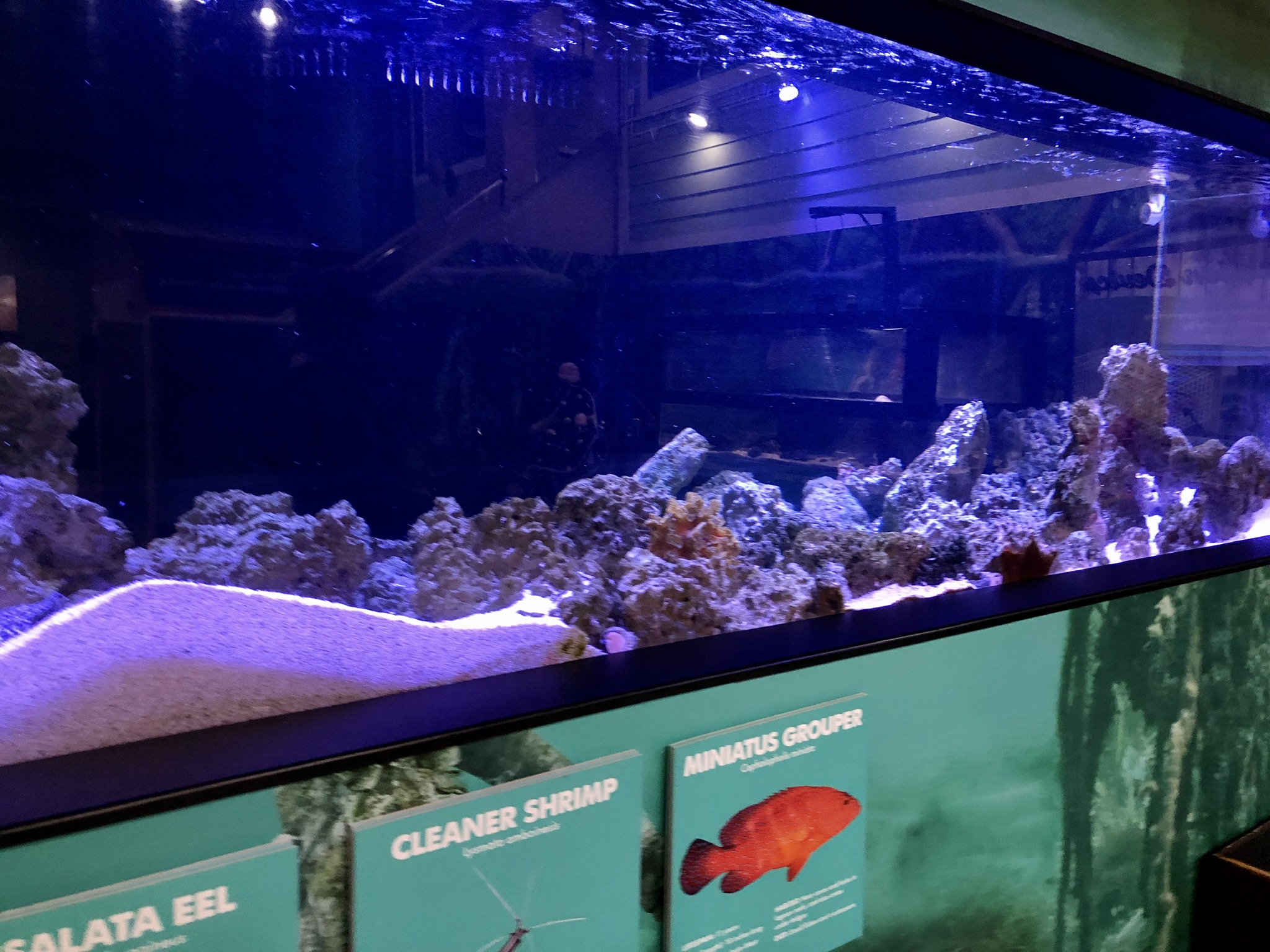 Small Coral reef tank