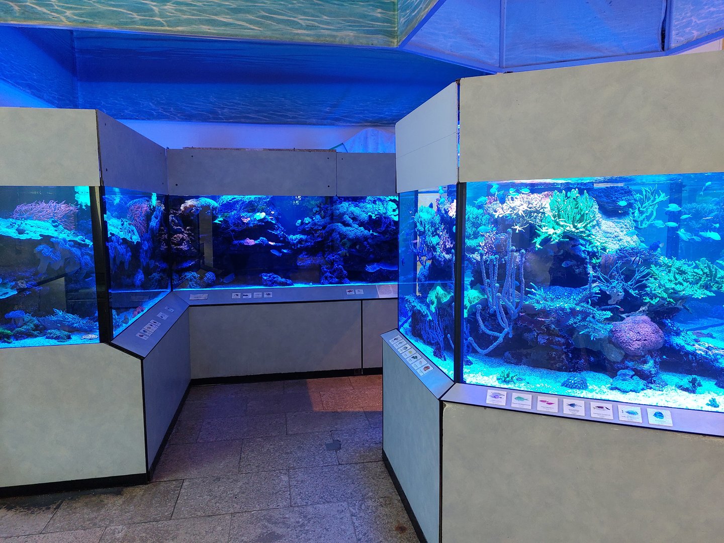 Small coral reef tanks