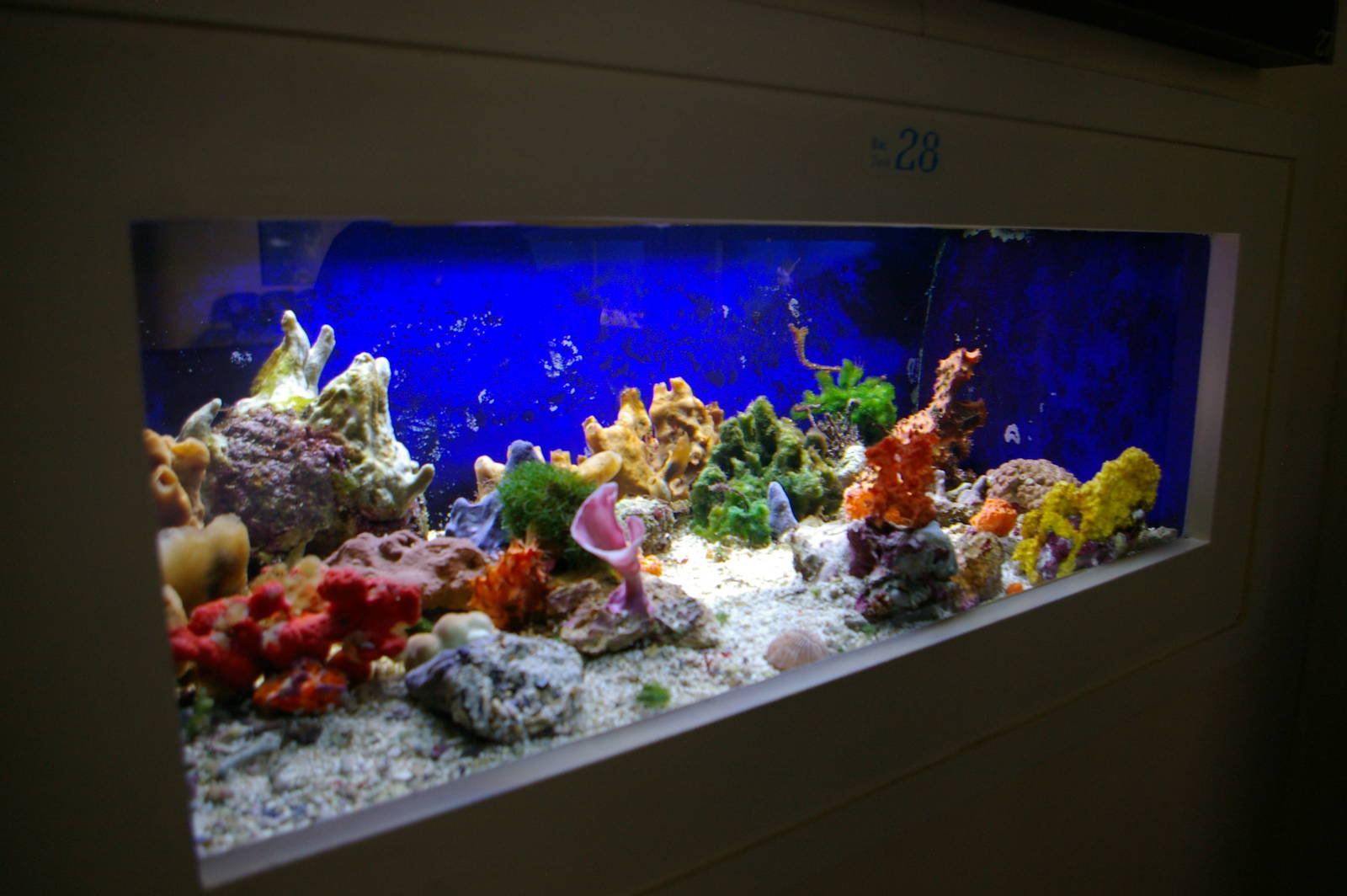 small coral tank