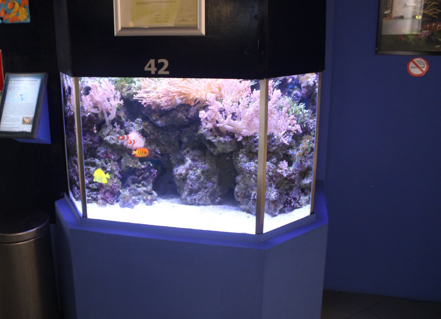 Small Coralfish-tank