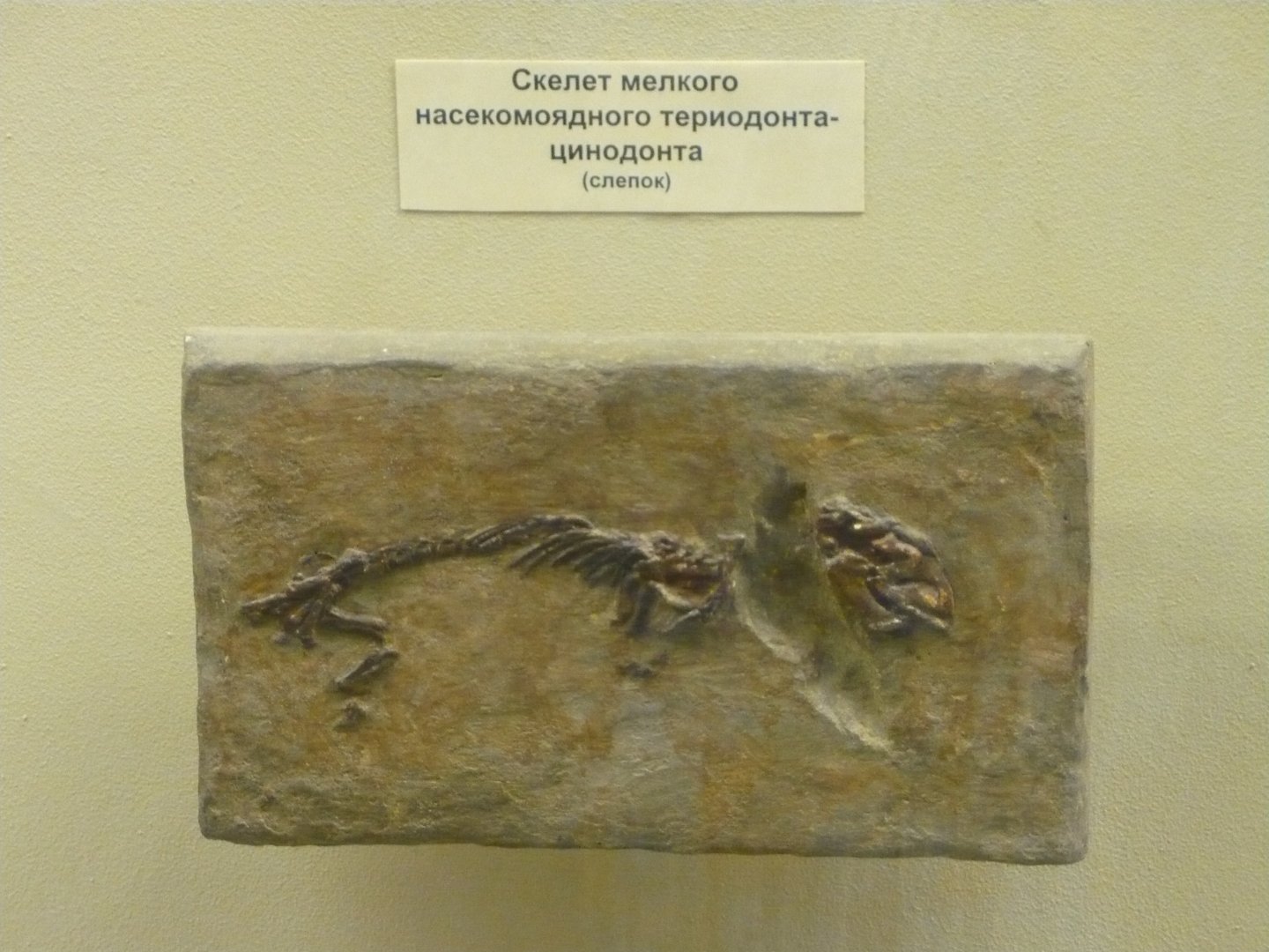 Small cynodont skeleton (cast)