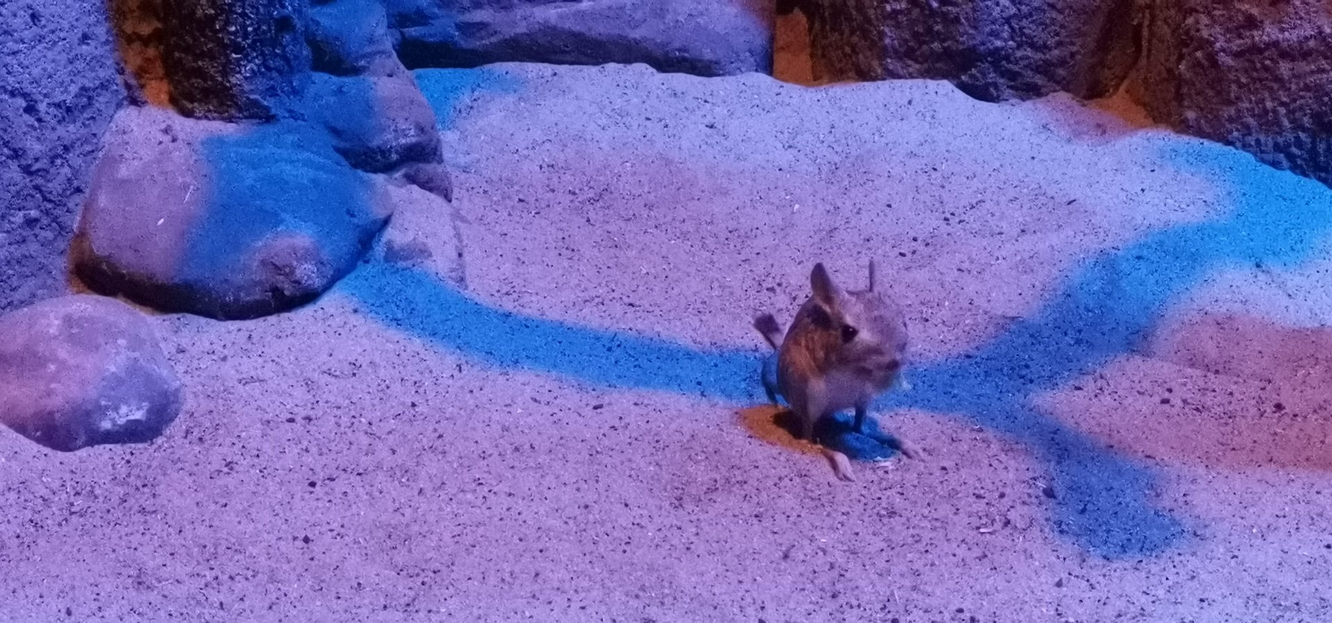 Small Desert Jerboa