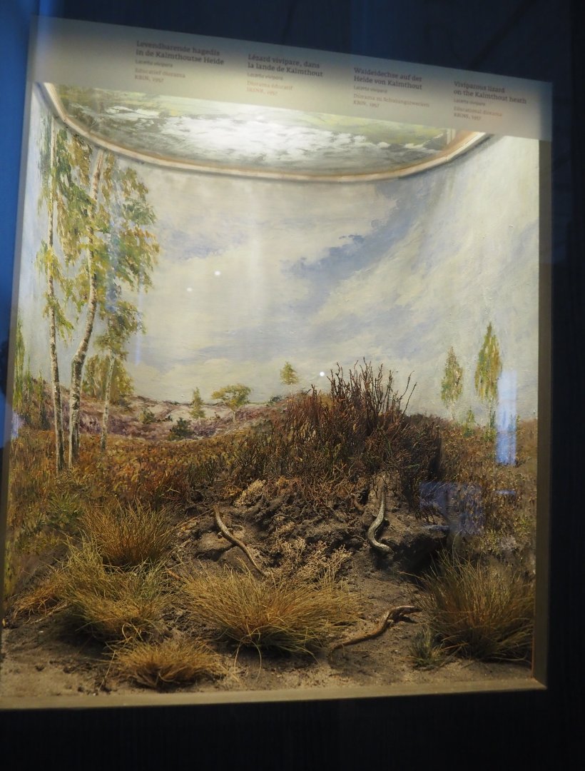 Small diorama of the Kalmthout Heath with Viviparous lizard specimens, 2019-12-03