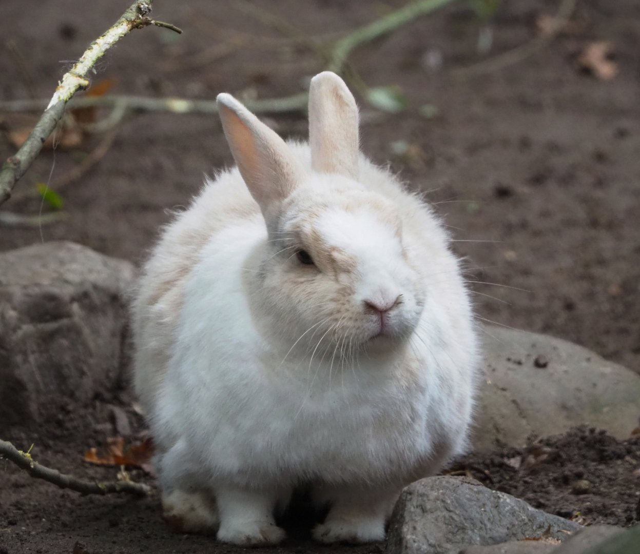 Small domestic rabbit (Oryctolagus cuniculus), 2021-10-10