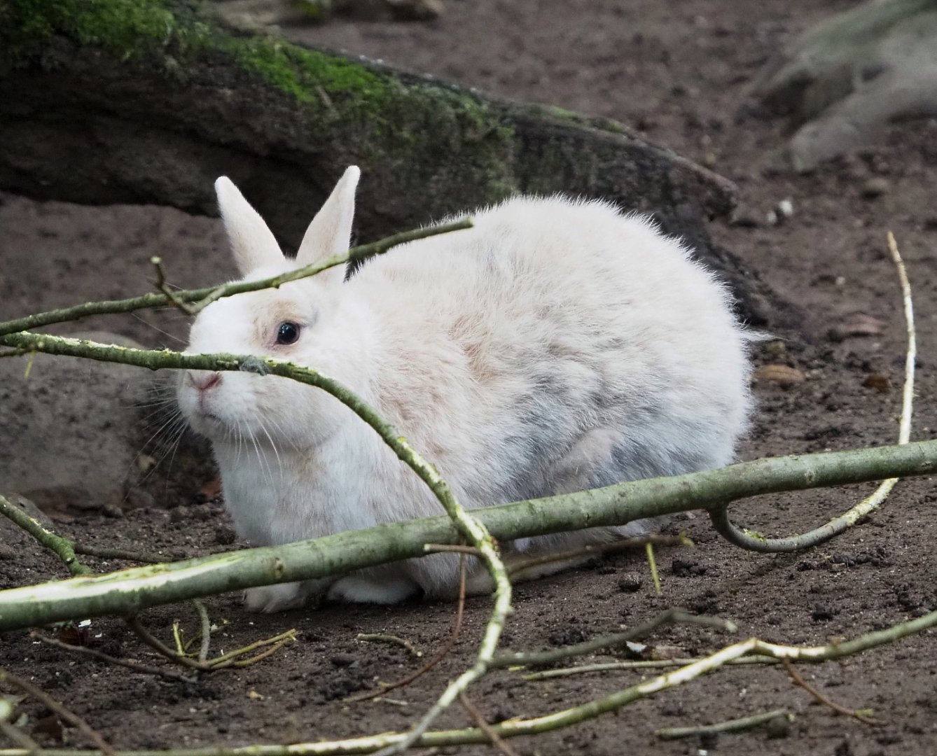 Small domestic rabbit (Oryctolagus cuniculus), 2021-10-10