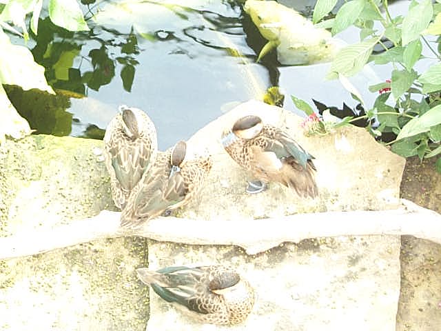 small ducks in butterfly house 2003