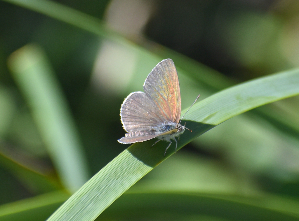 Small Dusky-Blue, Erina erina