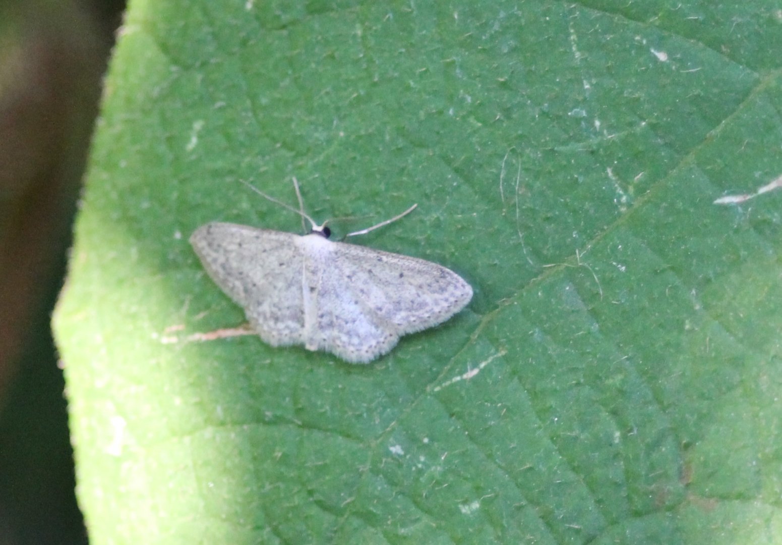Small dusty wave - Idaea seriata