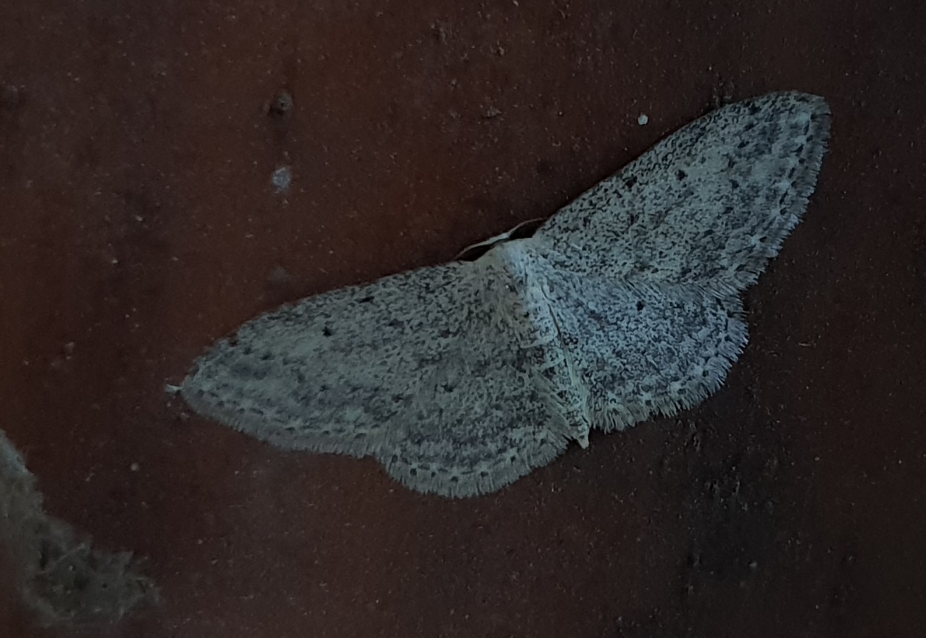 Small dusty wave - Idaea seriata
