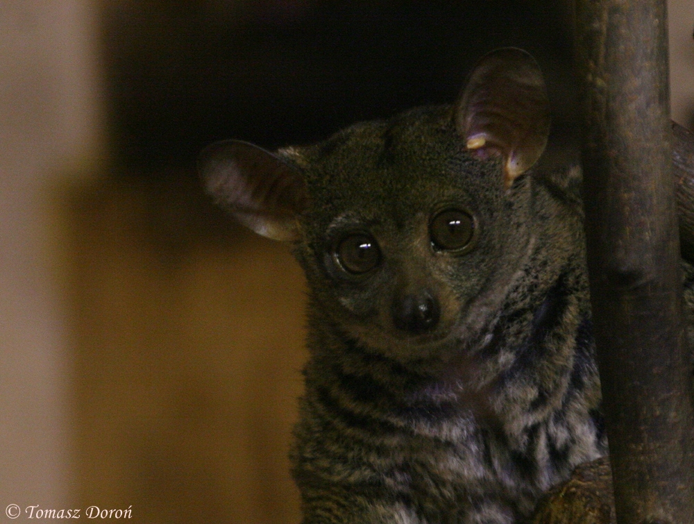 Small-eared Galago (Otolemur garnettii)
