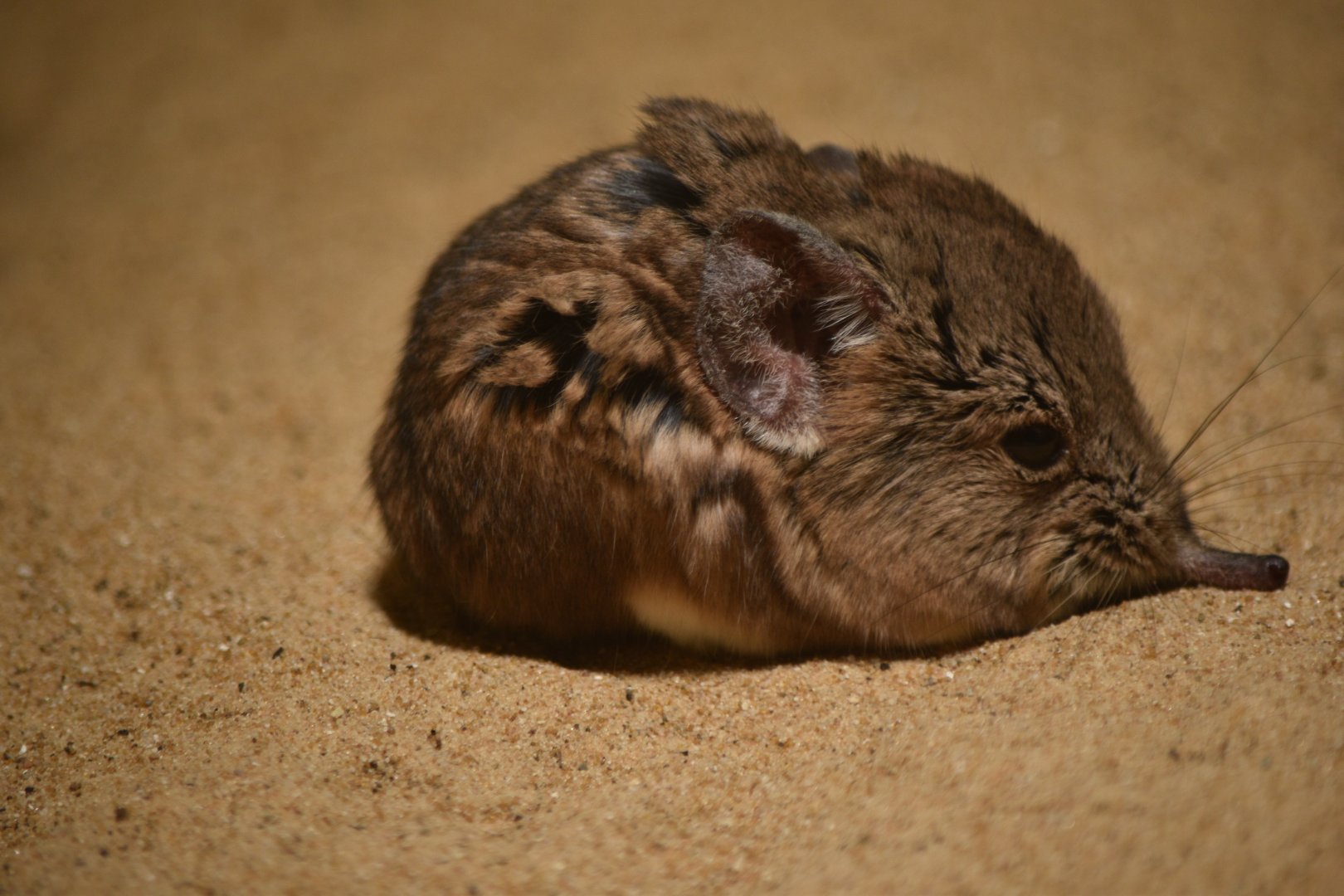 Small-eared sengi
