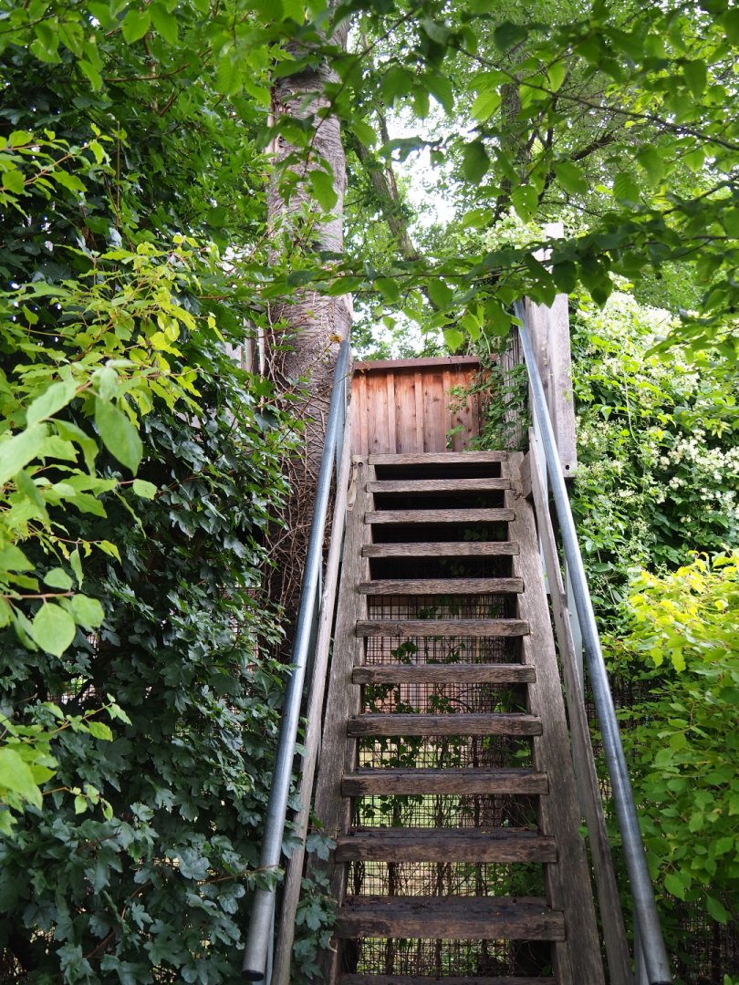 Small elevated Barbary macaque viewing area, 2019-07-21