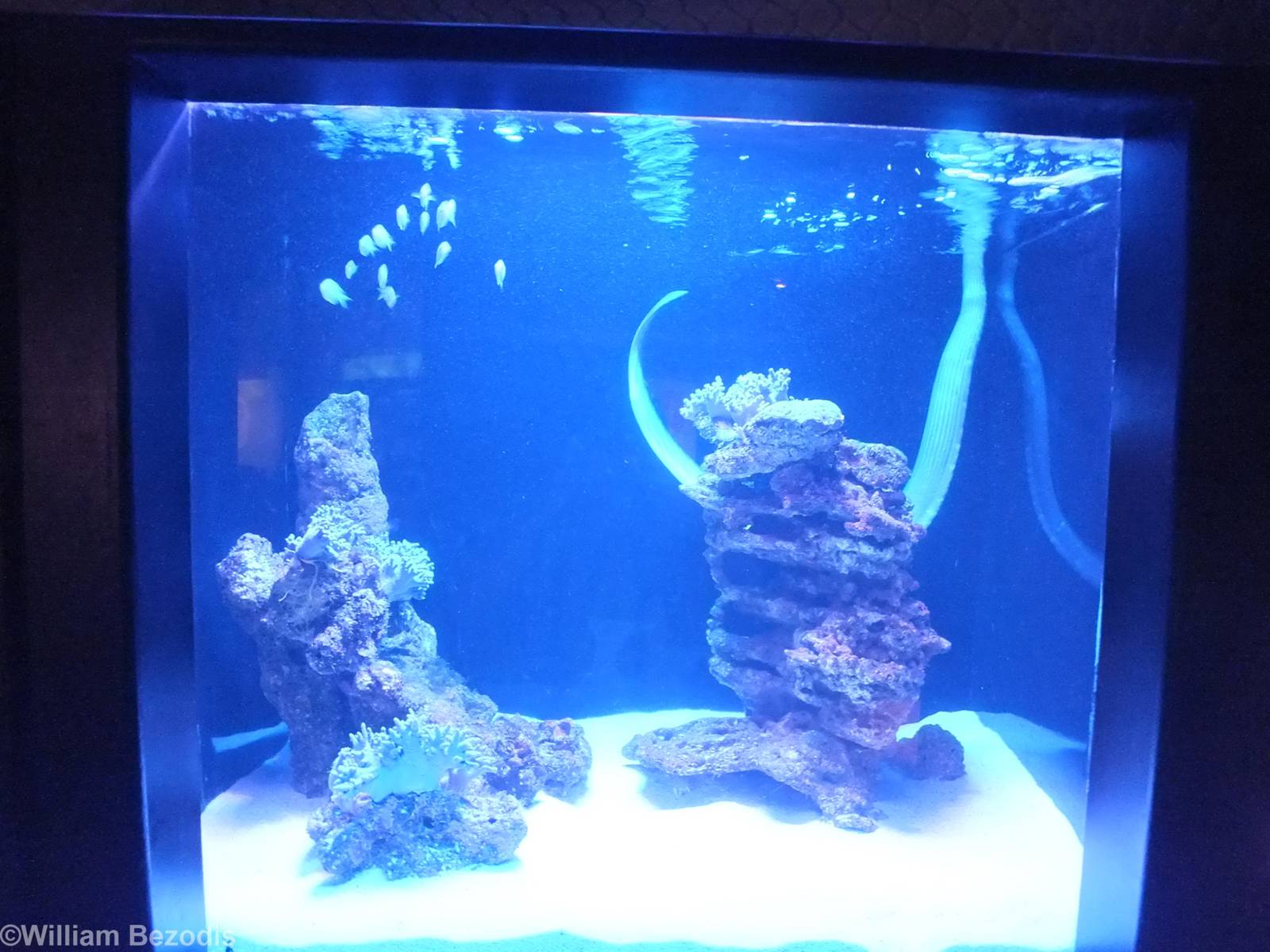 Small Enclosure for Shark Bay Sea Snake