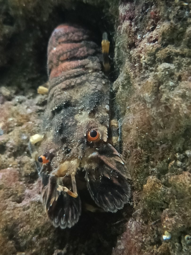 Small European Locust Lobster - Marinarium de Concarneau