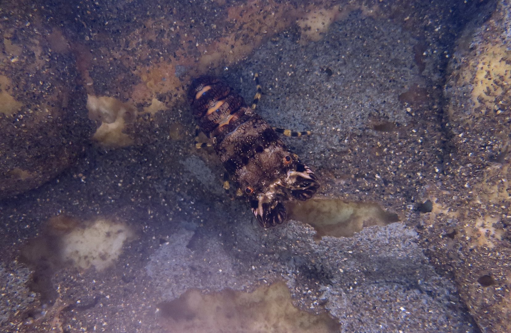 Small European Locust Lobster (Scyllarus arctus)