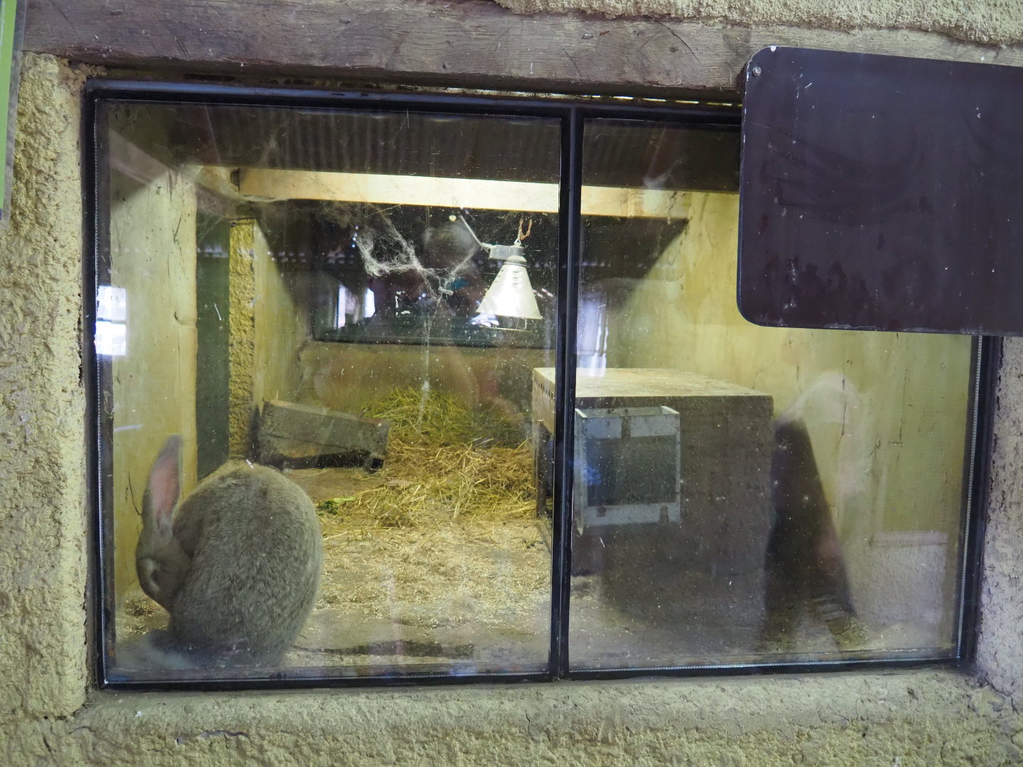 Small exhibit with very large rabbit, 2019-08-11