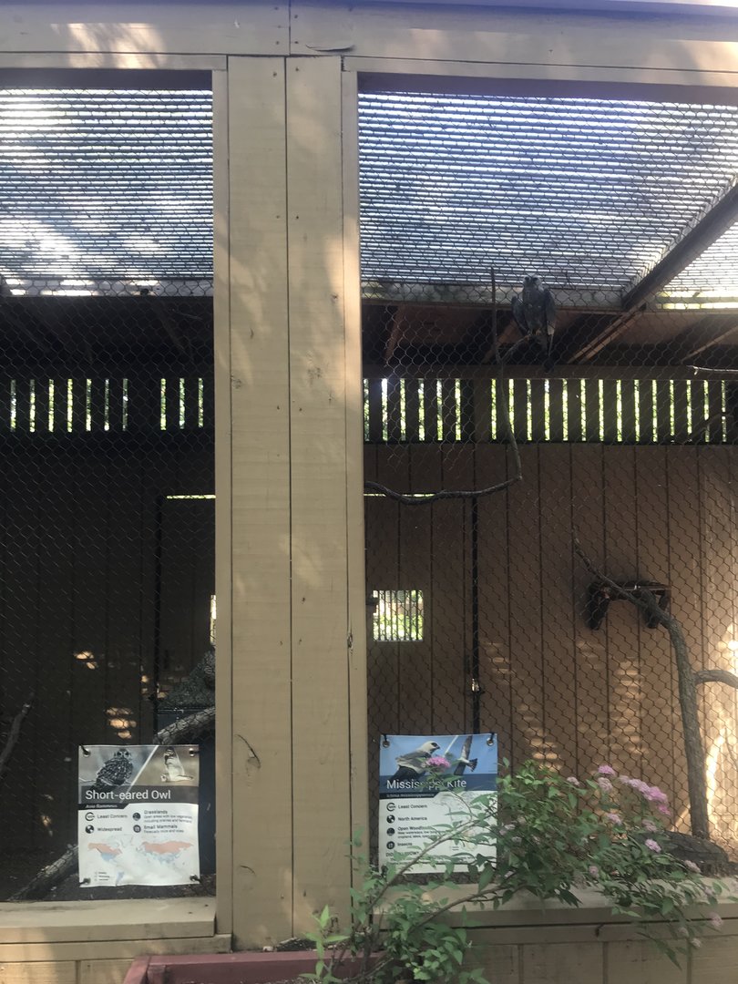 Small Exhibits - Short-eared Owl & Mississippi Kite