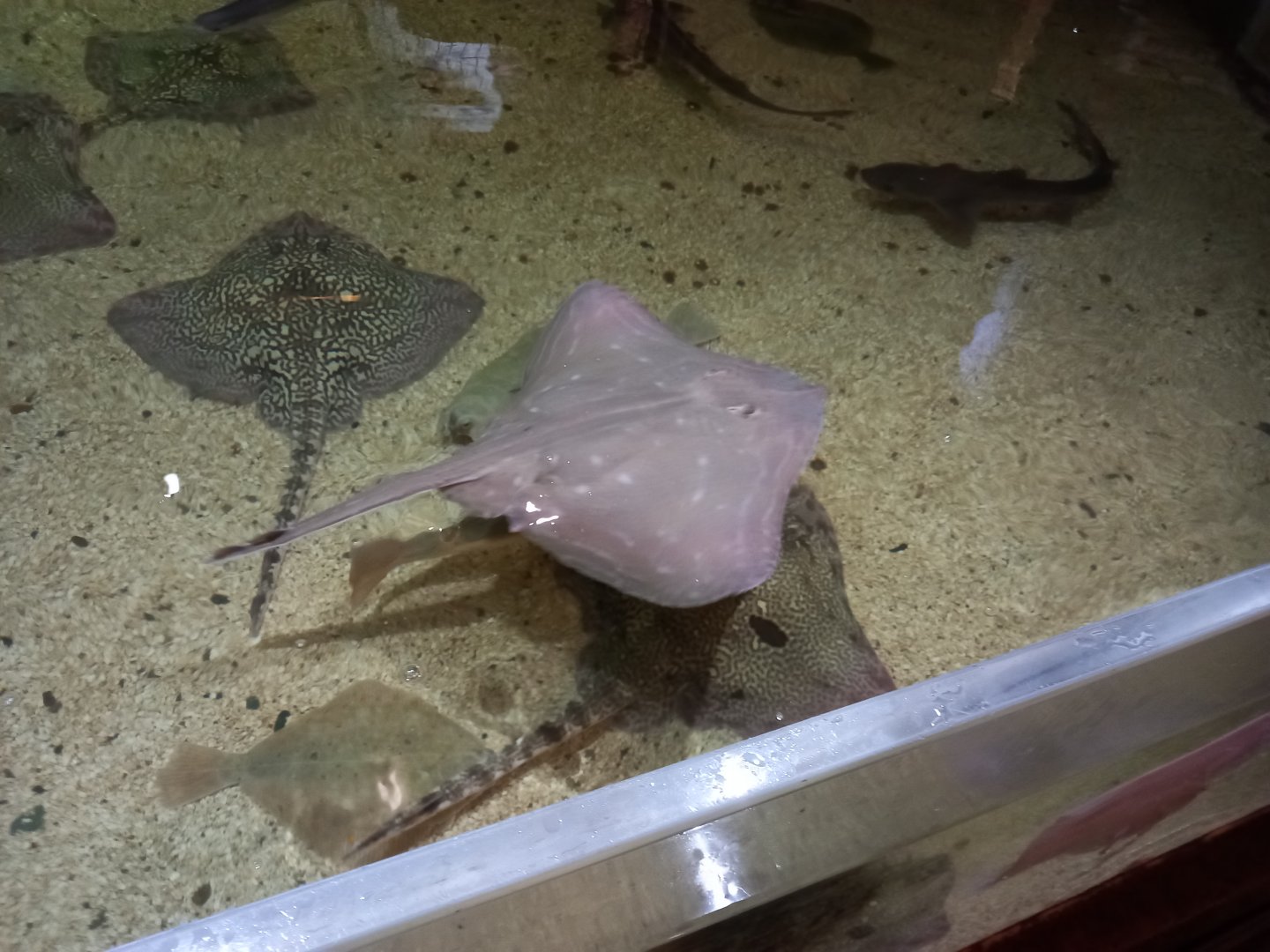 Small-eyed Ray, alongside Thornback Rays