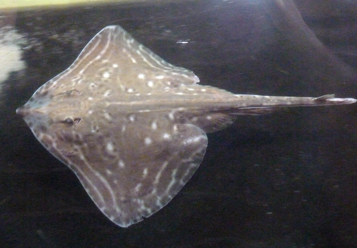 Small-eyed ray (Raja microocellata)