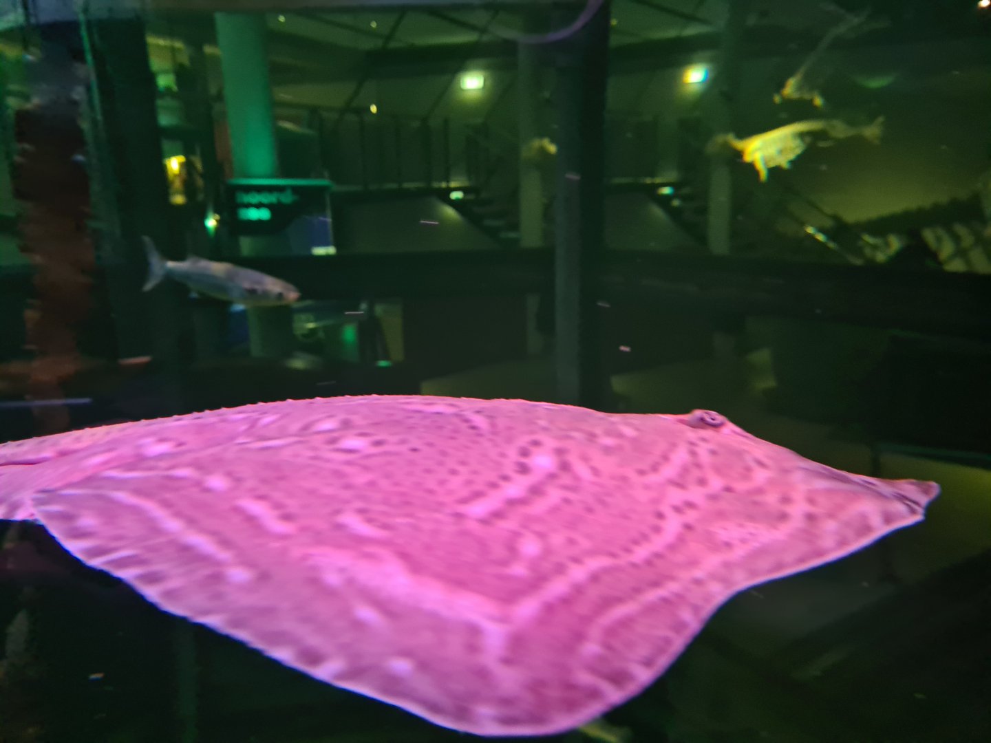 Small-eyed skate in North Sea tank