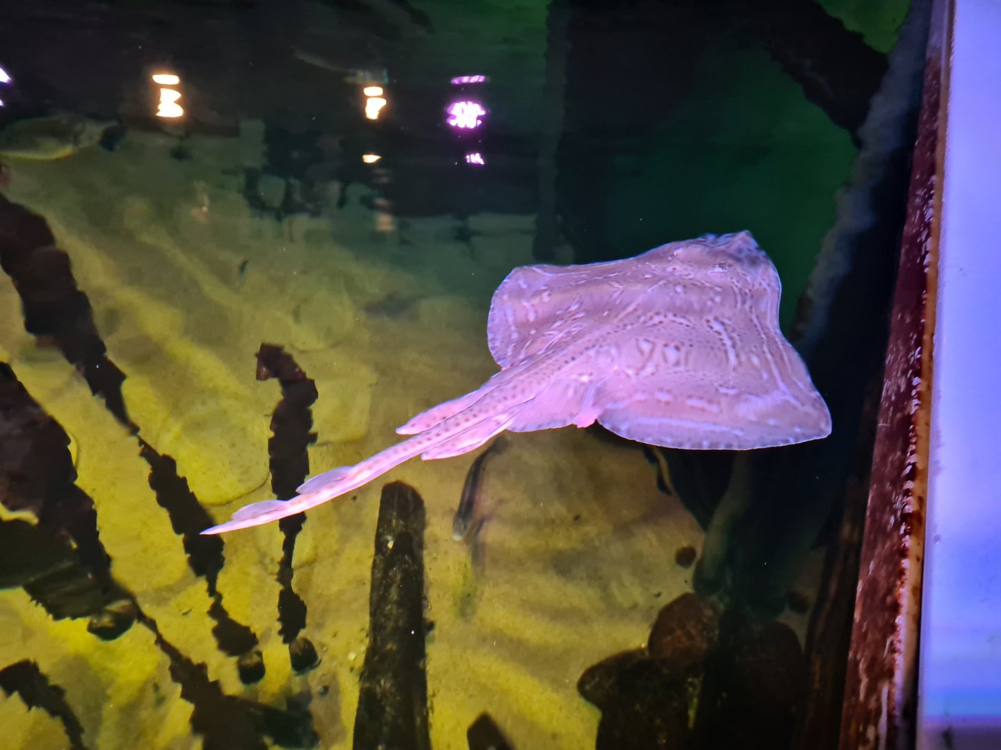 Small-eyed skate in North Sea tank
