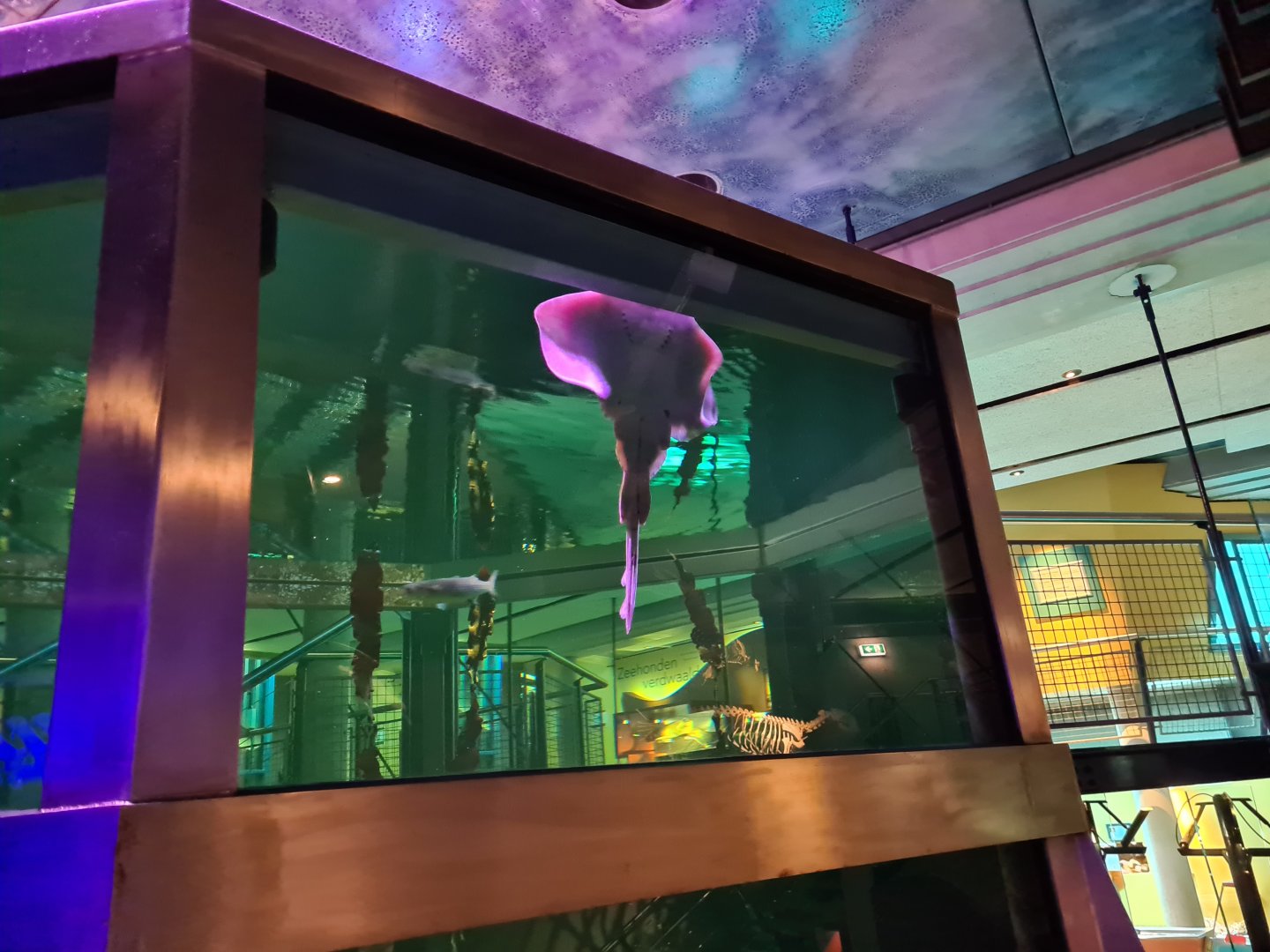 Small-eyed skate in North Sea tank