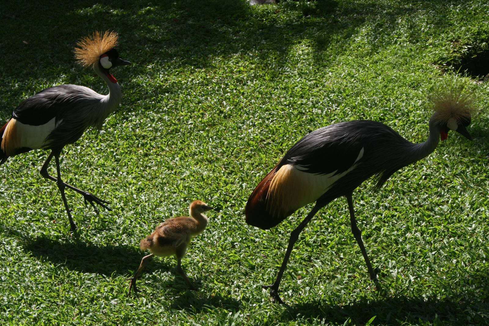 Small Family - Bali Bird Park 2015