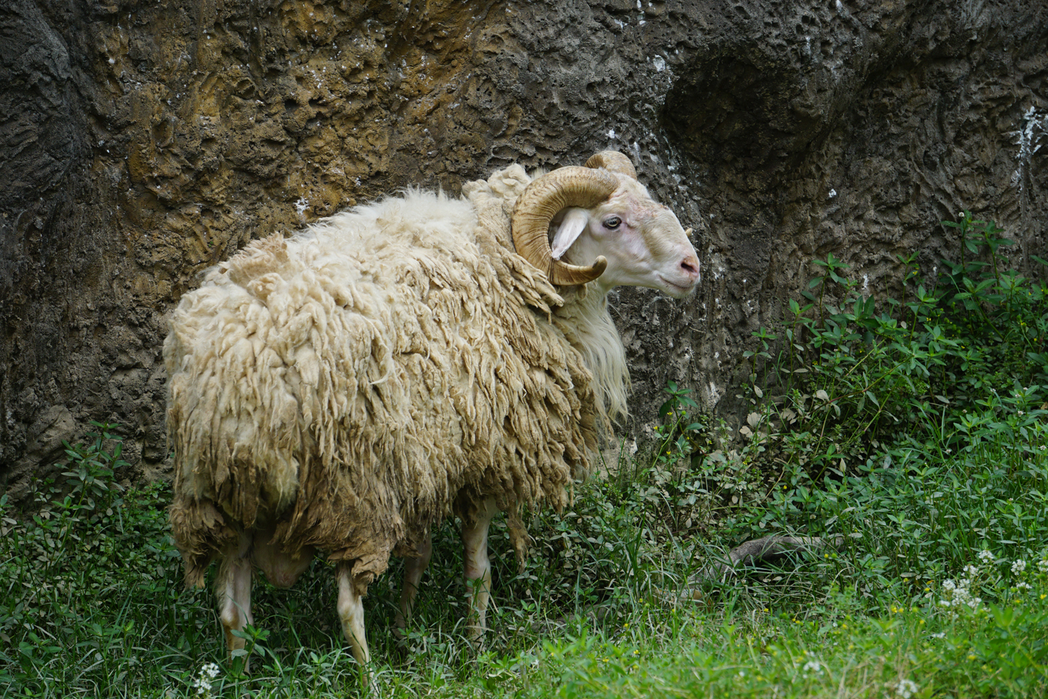 Small fat tail sheep (Ovis aries)