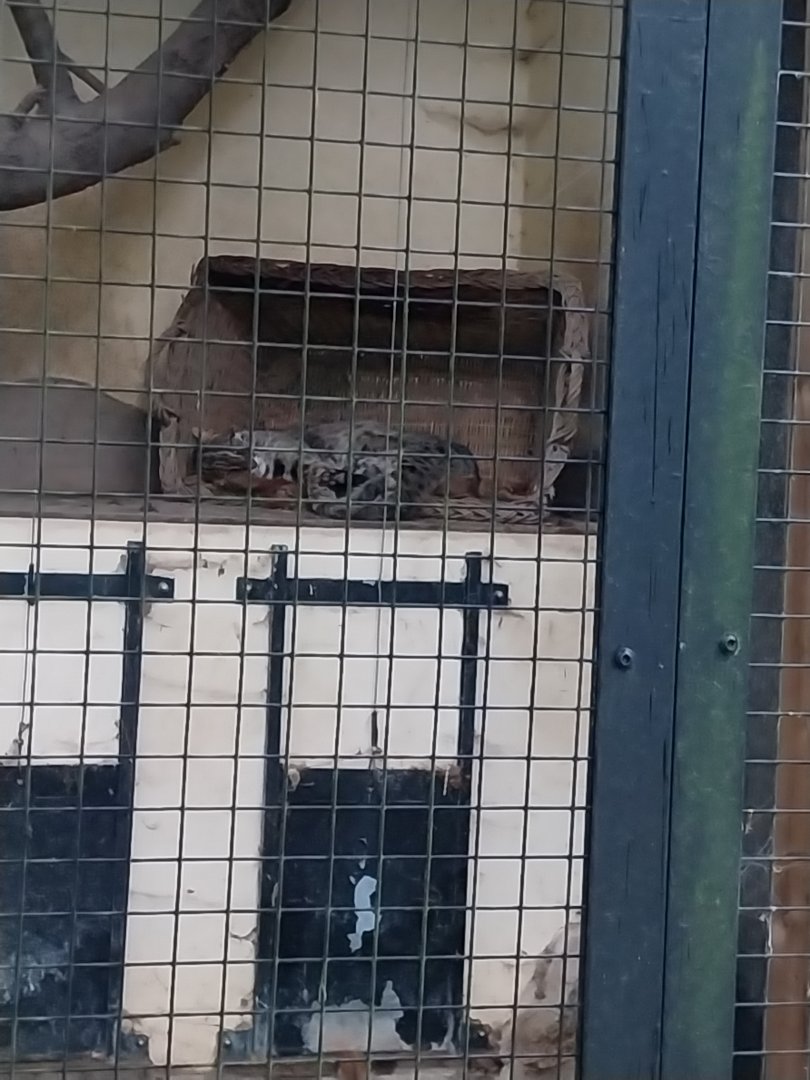 Small Felids Courtyard - Amur Leopard Cat (Prionailurus bengalensis euptilura)