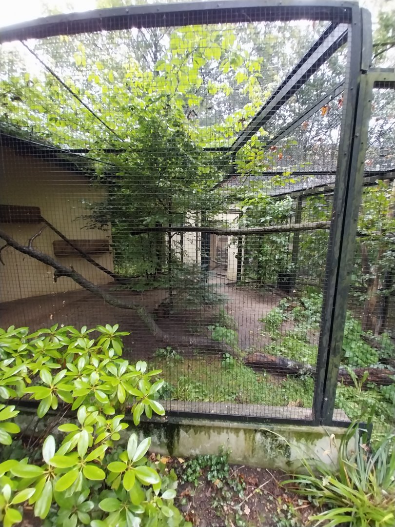 Small Felids Courtyard - Gordon's Wild Cat enclosure