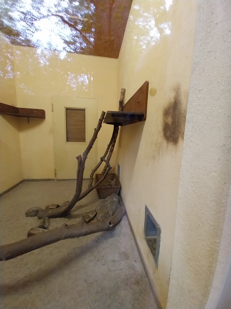 Small Felids Courtyard - Gordon's Wild Cat indoors enclosure