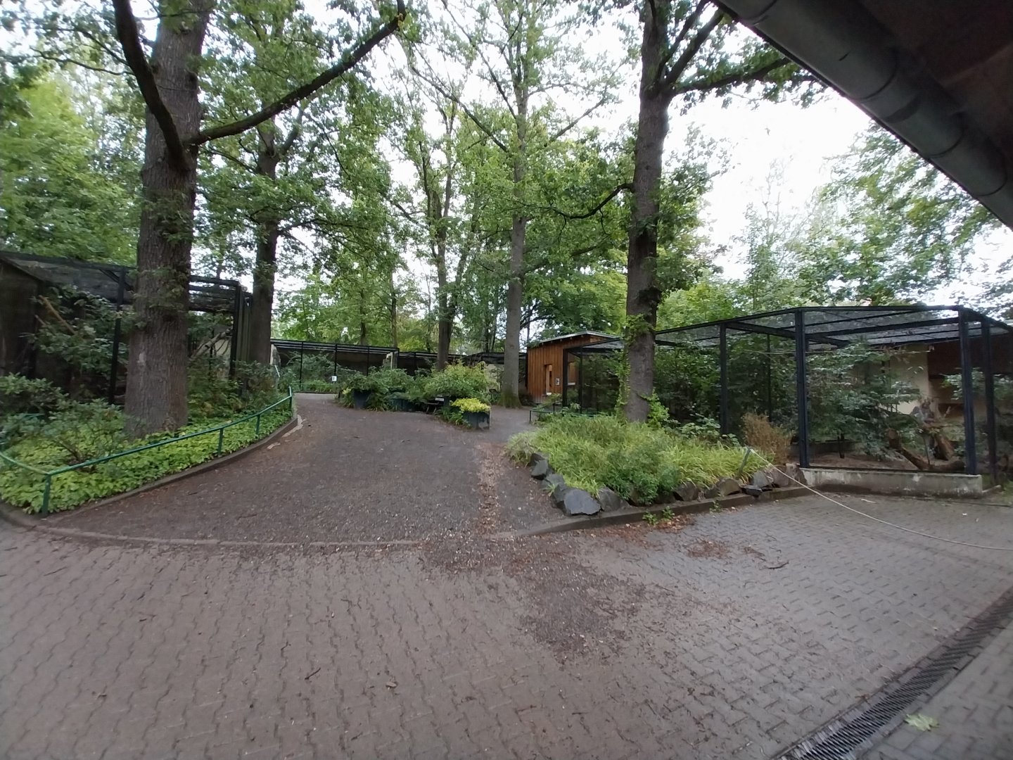 Small Felids Courtyard