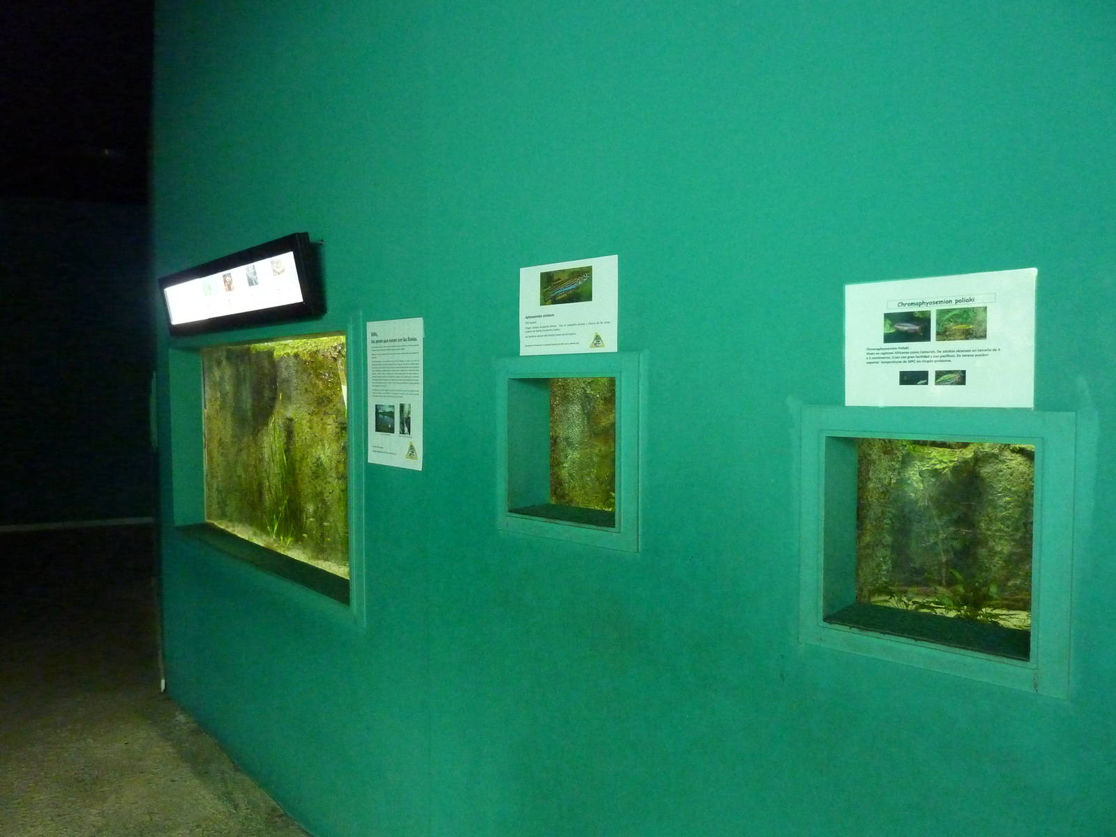 Small fish tanks, 10th April 2012