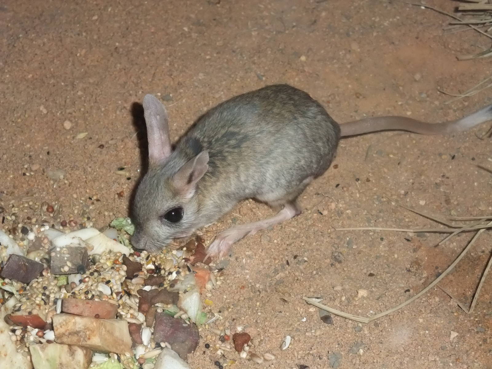 Small Five-toed Jerboa at Plzen, 25/05/10