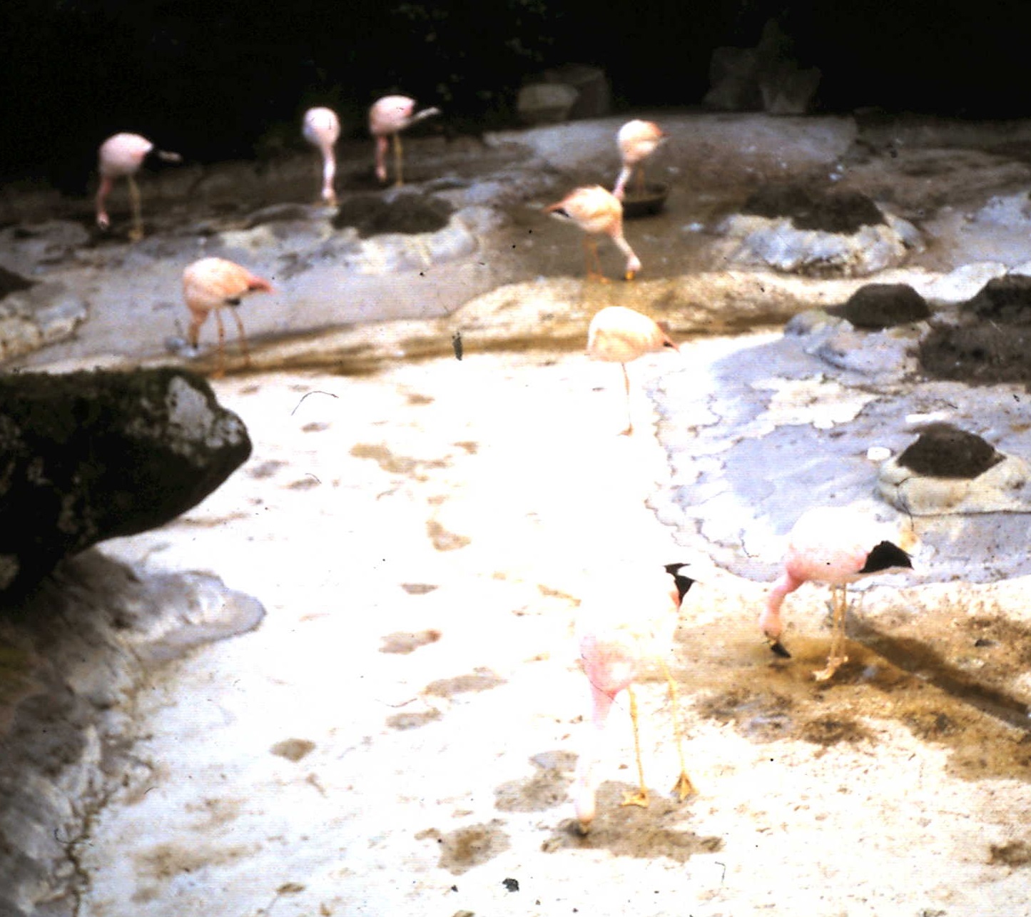 Small flock of Andean and James flamingos