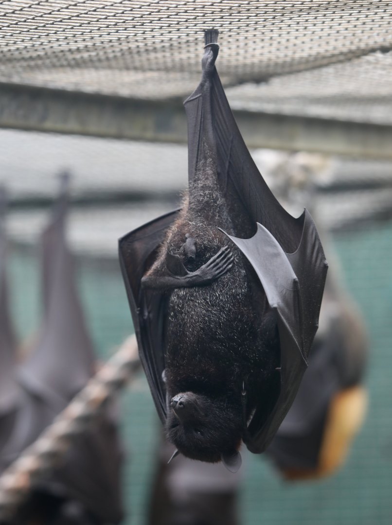 small flying fox, island flying fox or variable flying fox (Pteropus hypomelanus)